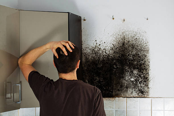 Best Mold Damage Repair  in East Hazel Crest, IL
