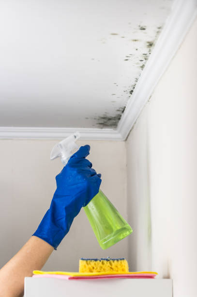 Best Black Mold Removal  in East Hazel Crest, IL